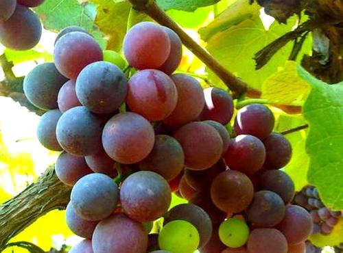 安徽援疆特产葡萄干 新疆本地葡萄干多少钱一斤