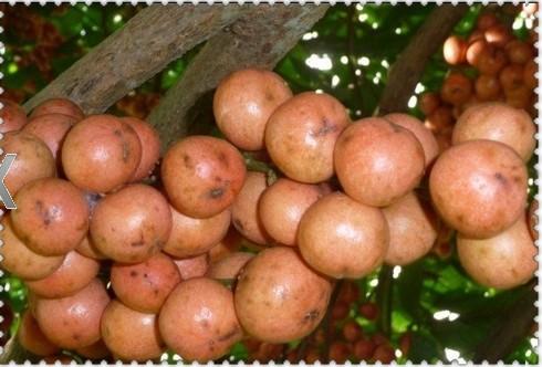 越南有哪些当地特产水果 越南最值得买的水果