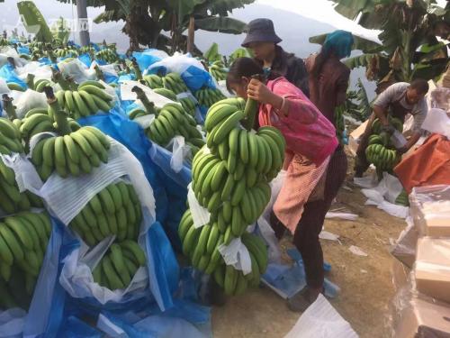 茂名特产香蕉批发市场 肇庆批发市场香蕉拿货