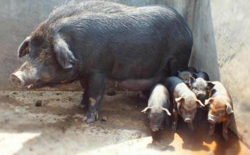 昌都特产藏香猪推荐 西藏藏香猪购买推荐