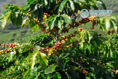 明溪的特产咖啡 云南深山最好的咖啡