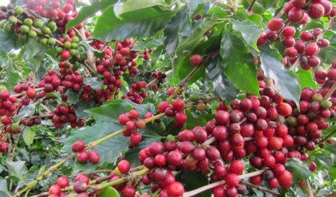 云南的特产咖啡豆是什么豆 