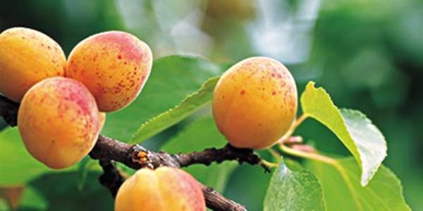 宁城的特产山杏 杏哪里的特产最好吃