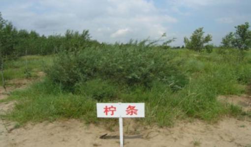 陕西榆林当地土特产视频 榆林十二县区的土特产