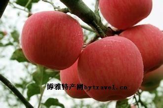 苹果广州特产 全国哪个省的苹果好吃