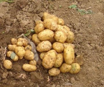 土豆是哪个省的特产之一 土豆是北方特产吗