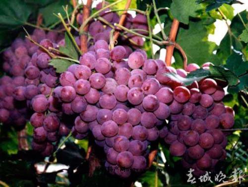广西特产野葡萄 广西野生水果葡萄