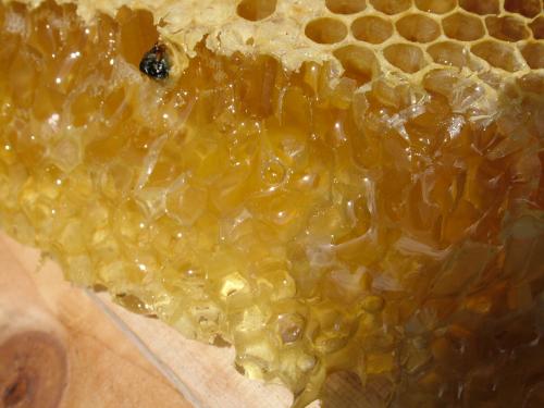 中蜂蜂蜜
