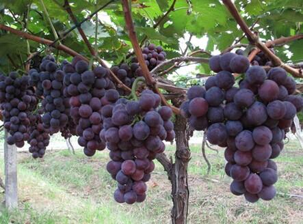 山东特产葡萄品种大全图解 在山东有什么好的葡萄品种