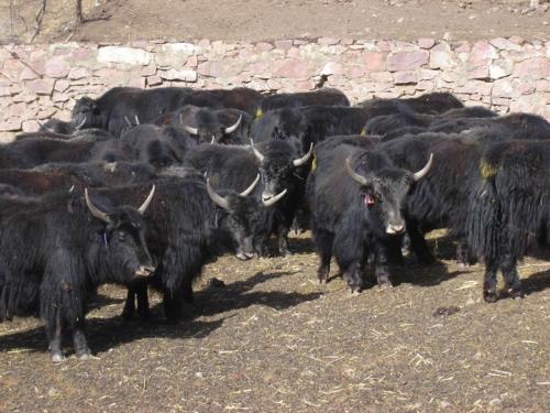 西藏特产牦牛奶贝价格 藏民买藏贝多少钱一斤