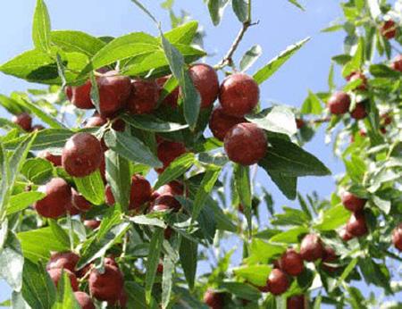 新疆特产红枣干果核 新疆的红枣是自然干的吗