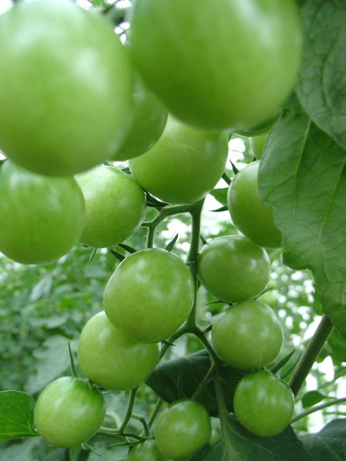 南美特产番茄图片 巴西西红柿图片