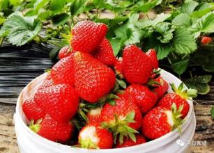 特产草莓400字左右 介绍一种水果草莓500字