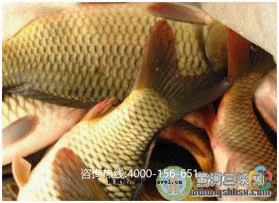 青海黄河特产鱼是什么鱼类 青海什么鱼最出名