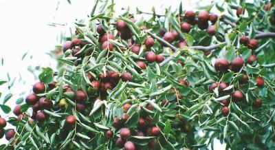 甲壳素红枣是哪里特产 正宗若羌红枣多少钱一斤