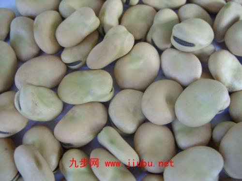 漳县土特产蕨菜多少钱一斤 东北的蕨菜干多少钱一斤