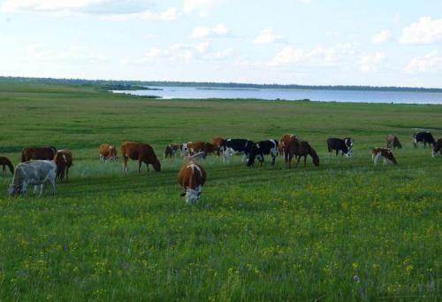 畜牧业发达有什么特产 国内哪里的畜牧业最发达