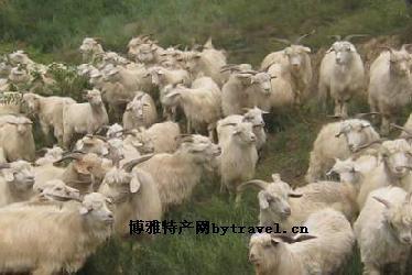 海门特产山羊 海门有山羊种羊场吗