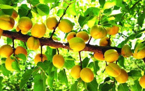 新疆特产吐鲁番树上黄葡萄干500g 黑加仑葡萄干新疆特产吐鲁番