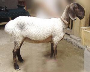 郴州特产带皮山羊 郴州最好吃的山羊