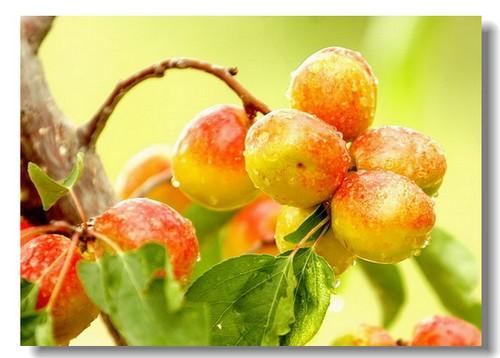 新疆哈密的特产是什么水果 哈密什么特产最好