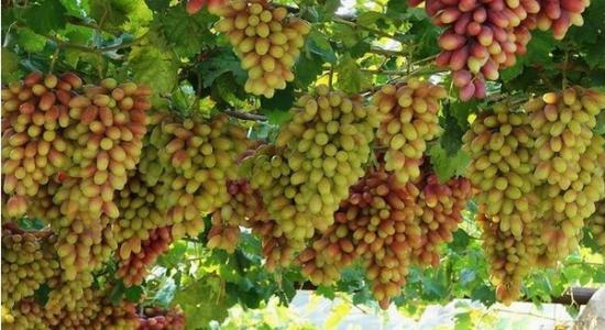 葡萄是吐鲁番的特产这句话对吗 吐鲁番的葡萄熟了难度大吗