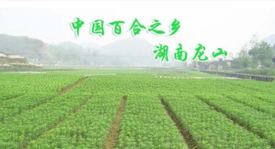 湘西土特产公司厂牌 湘西农特产品有限公司