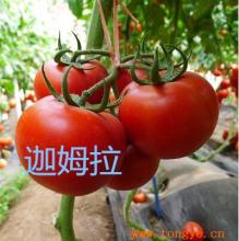 平谷特产西红柿 平谷哪里的西红柿好吃