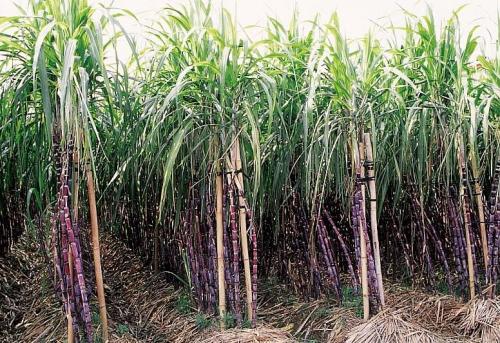 我的家乡有一种特产叫甘蔗 甘蔗特产图片