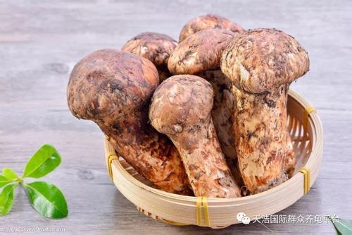 香格里拉松茸是哪里的特产 香格里拉哪里松茸最多