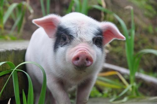 沂蒙特产猪 中国十大特产猪