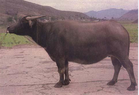 内蒙赤峰特产水牛 赤峰能吃的水牛