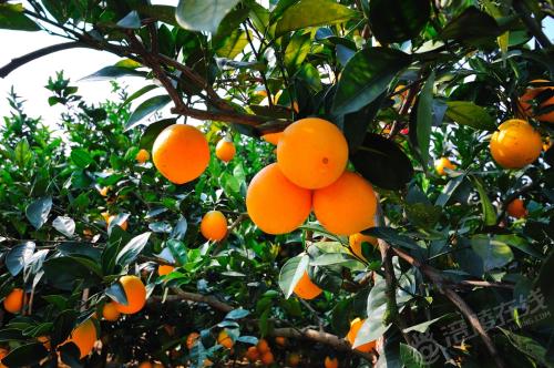 我们这里的特产是脐橙的翻译 橙子是橙色的翻译英文