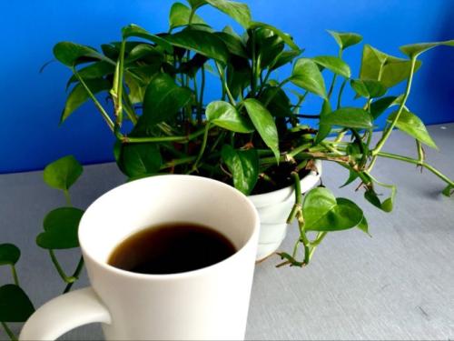 海南特产无糖咖啡 海南咖啡正宗原味咖啡
